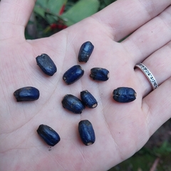 Sementes da Heliconia Rostrata na internet