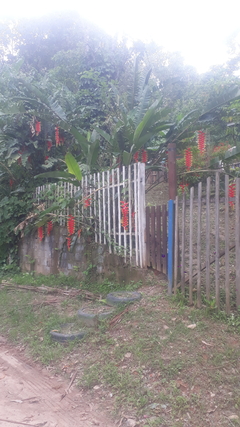 Sementes da Heliconia Rostrata - Rezofolha