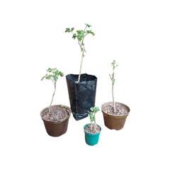 Mudas Árvores da Felicidade - comprar online