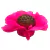 FORMINHAS 30 UNIDADES MODELO CAMÉLIA ROSA NEON - comprar online