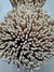 10u Varillas de rattan 23 cm x 3mm NATURAL