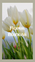 flores blancas