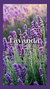 lavanda
