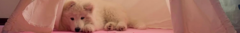 Banner da categoria Filhotes 
