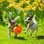 Kong Jumbler Ball G - comprar online