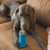 Kong Treatster G - comprar online