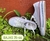 Converse Clasicas - comprar online