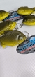 LLAVERO PACU - LITORAL PESCA