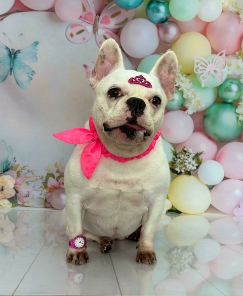 Laço Peppa c/ 5 uni (cores sortidas igual da foto)