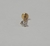 Labret Coração Ponto de Luz Aço Cirúrgico PVD Gold 24K