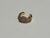 Fake Conch Colorful Snake - comprar online