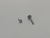 Australiano Titânio Push Pin 1mm X 8mm