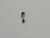 Australiano Titânio 6mm Push Pin - comprar online
