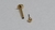 Labret Titânio Gold 24K Push Pin