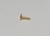 Haste Labret Titânio Gold 24K 6mm
