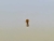 Australiano Titânio Gold 24K Push Pin 1 X 6,0mm