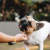 Snack Mastigável Pocky Uni Natuka - Tendão bovino para cães 1unid na internet