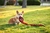 Pelúcia para cães Oh Tough Seamz Snake - Outward Hound - PET TREVO