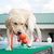 Brinquedo Kong Wet Wubba para cachorros - Cores Sortidas na internet