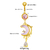 Piercing de ombligo Sweetness - Acero - Merlina Tiendita