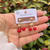 Aros Cherry Berry 02 - Cobre chapado en oro