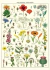 POSTER PLANTAS SILVESTRES 50cm x 70cm - comprar online