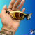 Splice 24K
