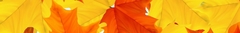 Banner de la categoría Acción de Gracias