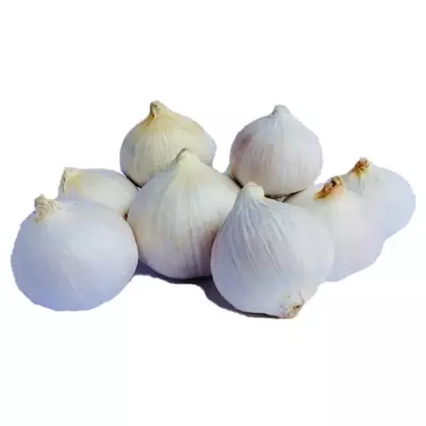 Ajo macho - comprar en línea