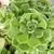 Aeonium Gomerense Importado - Bru Suculentas