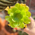 Aeonium Canariense - comprar online