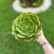 Aeonium Cyclops Matriz