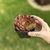 Aeonium Halloween x Big Bang - comprar online