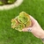Aeonium Lily Pad Importado - comprar online