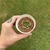 Aeonium Lily Pad na internet