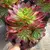 Aeonium Neptune en internet