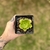Aeonium Salad Bow Importado - comprar online