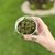 Aeonium Sedifolium Colônia