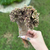Aeonium Sunburst Cristata Matriz - comprar online