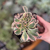 Aeonium Sunburst Cristata