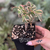 Aeonium Sunburst Cristata - comprar online