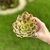 Aeonium Sunburst