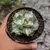 Agave Ouhi-Raijin Variegata na internet