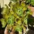 Aeonium Gomerense Importado - comprar online