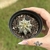 Cacto Astrophytum Ornatum na internet