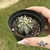 Cacto Astrophytum Ornatum - comprar online