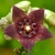 Caralluma Fimbriata - comprar online