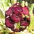 Caralluma Umbellata - comprar online