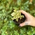 Crassula nudicaulis var. herrei - comprar online