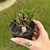 Delosperma Bosseranum - comprar online